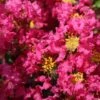 Lagerstroemia Indica Bergerac - Lilas Des Indes -Le Jardin Secret Boutique Lagerstroemia indica Bergerac 87452 1