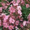 Lagerstroemia Indica Berlingot Menthe - Lilas Des Indes -Le Jardin Secret Boutique Lagerstroemia indica Berlingot Menthe 83597 1