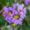 Lagerstroemia Indica Cordon Bleu - Lilas Des Indes Bleu Lavande -Le Jardin Secret Boutique Lagerstroemia indica Cordon bleu copyright 78173611 1