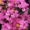 Lagerstroemia Indica Jacqueline Desmartis - Lilas Des Indes -Le Jardin Secret Boutique Lagerstroemia indica Jacqueline Desmartis 87454 1