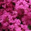 Lagerstroemia Indica La Mousson - Lilas Des Indes -Le Jardin Secret Boutique Lagerstroemia indica La Mousson 87456 1