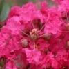 Lagerstroemia Indica Mon Panache - Lilas Des Indes -Le Jardin Secret Boutique Lagerstroemia indica Mon Panache 87459 1