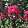 Lagerstroemia Indica Pink Velours - Lilas Des Indes -Le Jardin Secret Boutique Lagerstroemia indica Pink Velours ld JimthePhotographer 781735 1