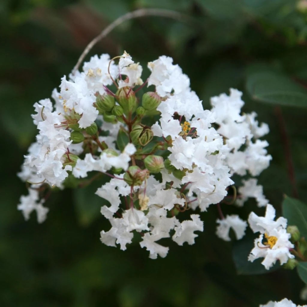 Lagerstroemia Indica Pixie White - Lilas Des Indes 3 Lagerstroemia Indica Pixie White - Lilas Des Indes