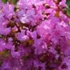 Lagerstroemia Indica Souvenir D'Hubert Puard - Lilas Des Indes 2 Lagerstroemia Indica Souvenir D'Hubert Puard - Lilas Des Indes -Le Jardin Secret Boutique Lagerstroemia indica Souvenir d Hubert Puard 87463 1