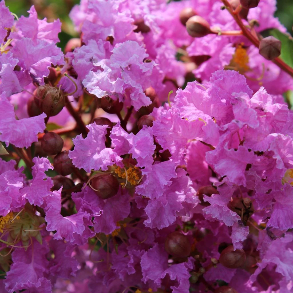 Lagerstroemia Indica Souvenir D'Hubert Puard - Lilas Des Indes 3 Lagerstroemia Indica Souvenir D'Hubert Puard - Lilas Des Indes