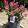 Lagerstroemia Indica Terrasse Rose - Lilas Des Indes 2 Lagerstroemia Indica Terrasse Rose - Lilas Des Indes -Le Jardin Secret Boutique Lagerstroemia indica Terrasse Rose 87450 1
