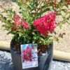 Lagerstroemia Indica Terrasse Rouge - Lilas Des Indes -Le Jardin Secret Boutique Lagerstroemia indica Terrasse Rouge 87451 1