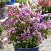 Lilas Des Indes - Lagerstroemia Indica Eternal With Love -Le Jardin Secret Boutique Lagerstroemia indica With Love Eternal Milavio Lilas des Indes copyright 1006951 1