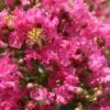 Lagerstroemia Indica Yang Tse - Lilas Des Indes -Le Jardin Secret Boutique Lagerstroemia indica Yang Tse 87465 1