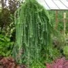 Larix Kaempferi Stiff Weeping - Mélèze Du Japon Stiff Weeping