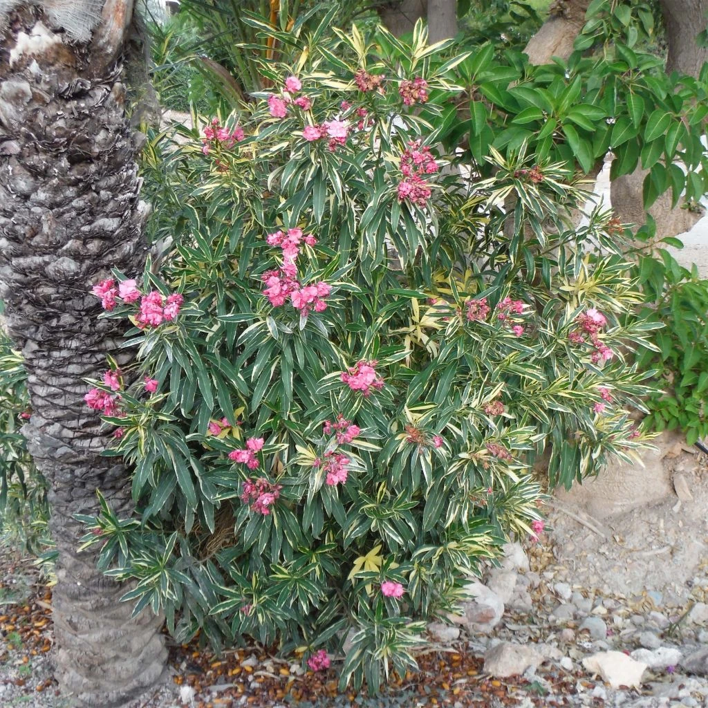 Laurier Rose Variegata - Nerium Oleander 3 Laurier Rose Variegata - Nerium Oleander