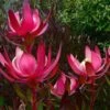 Leucadendron Fireglow 2 Leucadendron Fireglow -Le Jardin Secret Boutique Leucadendron Fireglow 83362 1