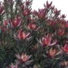 Leucadendron Safari Sunset -Le Jardin Secret Boutique Leucadendron Safari Sunset 83363 1