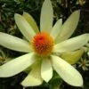 Leucadendron Summer Sun -Le Jardin Secret Boutique Leucadendron Summer Sun 89607 1