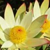 Leucadendron Sundance 2 Leucadendron Sundance -Le Jardin Secret Boutique Leucadendron Sundance 83364 1