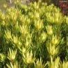 Leucadendron Inca Gold -Le Jardin Secret Boutique Leucadendron inca gold IF 16261 1