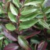 Leucothoe Fontanesiana Rainbow -Le Jardin Secret Boutique Leucothoe Fontanesiana Rainbow 7884 1