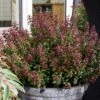 Leucothoe Axillaris Twisting Red -Le Jardin Secret Boutique Leucothoe Twisting Red 81428 1