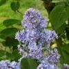 Lilas - Syringa Vulgaris Capitaine Baltet -Le Jardin Secret Boutique Lilas Capitaine Baltet Syringa vulgaris 82627 1