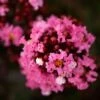 Lilas Des Indes - Lagerstroemia Indica Enduring Pink 2 Lilas Des Indes - Lagerstroemia Indica Enduring Pink -Le Jardin Secret Boutique Lilas des Indes Lagerstroemia indica Enduring Pink IF 1001392 1