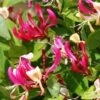 Chèvrefeuille Grimpant - Lonicera Periclymenum Fragrant Cloud® -Le Jardin Secret Boutique Lonicera Fragrant Cloud 681453 1