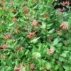 Lonicera (x) Brownii - Chèvrefeuille Grimpant De Brown 1 Lonicera (x) Brownii - Chèvrefeuille Grimpant De Brown -Le Jardin Secret Boutique Lonicera x brownii 89989 1