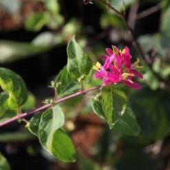 Lonicera Tatarica Arnold Red - Chèvrefeuille De Tartarie