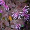 Loropetalum Chinense Pipa's Red -Le Jardin Secret Boutique Loropetalum chinense Pipa s Red 83369 1