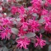 Loropetalum Chinense Plum Gorgeous -Le Jardin Secret Boutique Loropetalum chinense Plum Gorgeous IF 17198 1