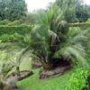 Macrozamia Communis -Le Jardin Secret Boutique Macrozamia communis 89915 1
