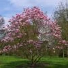 Magnolia Star Wars - Magnolia Campbellii (x) Liliiflora -Le Jardin Secret Boutique Magnolia Star Wars 82210 1