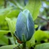 Magnolia Acuminata Blue Baby 2 Magnolia Acuminata Blue Baby -Le Jardin Secret Boutique Magnolia acuminata Blue Baby IF 17923 1