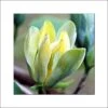 Magnolia Acuminata Blue Opal -Le Jardin Secret Boutique Magnolia acuminata Blue Opal 84152 1