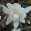 Magnolia Denudata Double Diamond - Magnolia Yulan -Le Jardin Secret Boutique Magnolia denudata Double Diamond 781969 1