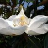 Magnolia Grandiflora Little Gem - Magnolia Nain 2 Magnolia Grandiflora Little Gem - Magnolia Nain -Le Jardin Secret Boutique Magnolia grandiflora Little Gem 84163 1