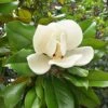 Magnolia Grandiflora Nana - Laurier-tulipier -Le Jardin Secret Boutique Magnolia grandiflora Nana praecox Laurier tulipier copyright 1007232 1