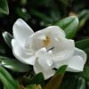 Magnolia Grandiflora Purpan -Le Jardin Secret Boutique Magnolia grandiflora Purpan 87396 1