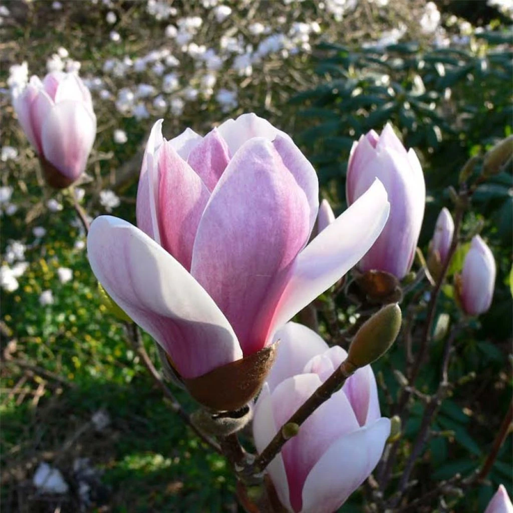 Magnolia Soulangeana Satisfaction 3 Magnolia Soulangeana Satisfaction