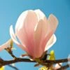 Magnolia Sprengeri Pink Beauty -Le Jardin Secret Boutique Magnolia sprengeri Pink Beauty 84168 1