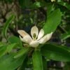 Magnolia Virginiana Glauca - Magnolia De Virginie 2 Magnolia Virginiana Glauca - Magnolia De Virginie -Le Jardin Secret Boutique Magnolia virginiana Glauca 84172 1