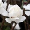 Magnolia Loebneri Wildcat -Le Jardin Secret Boutique Magnolia x loebneri Wildcat 87397 1