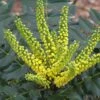 Mahonia Japonica Hivernant -Le Jardin Secret Boutique Mahonia Japonica Hivernant 781779 1