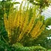 Mahonia Bealei 2 Mahonia Bealei -Le Jardin Secret Boutique Mahonia bealei 89656 1