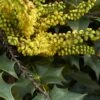Mahonia (x) Wagneri Fireflame -Le Jardin Secret Boutique Mahonia x wagneri Fireflame copyright 17030 1 1