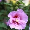 Hibiscus Syriacus Purple Pillar - Althéa