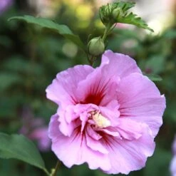 Hibiscus Syriacus Purple Pillar - Althéa