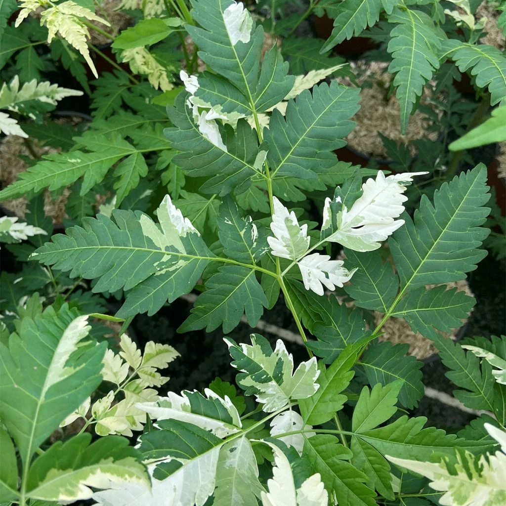 Melia Azedarach Jade Snowflake - Margousier Panaché 3 Melia Azedarach Jade Snowflake - Margousier Panaché