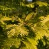 Metasequoia Glyptostroboides Gold Rush -Le Jardin Secret Boutique Metasequoia glyptostroboides Gold Rush 84179 1
