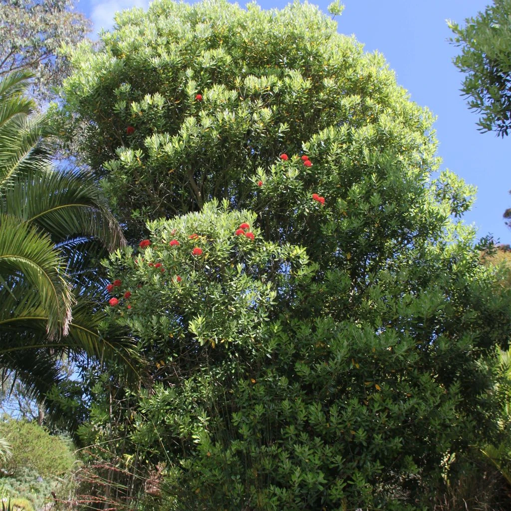 Metrosideros Mistral - Arbre De Noël De Nouvelle-Zélande 3 Metrosideros Mistral - Arbre De Noël De Nouvelle-Zélande